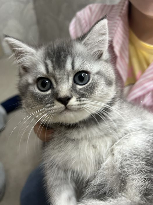 Урганчда сотилади скотиш шиншилла серий угилча