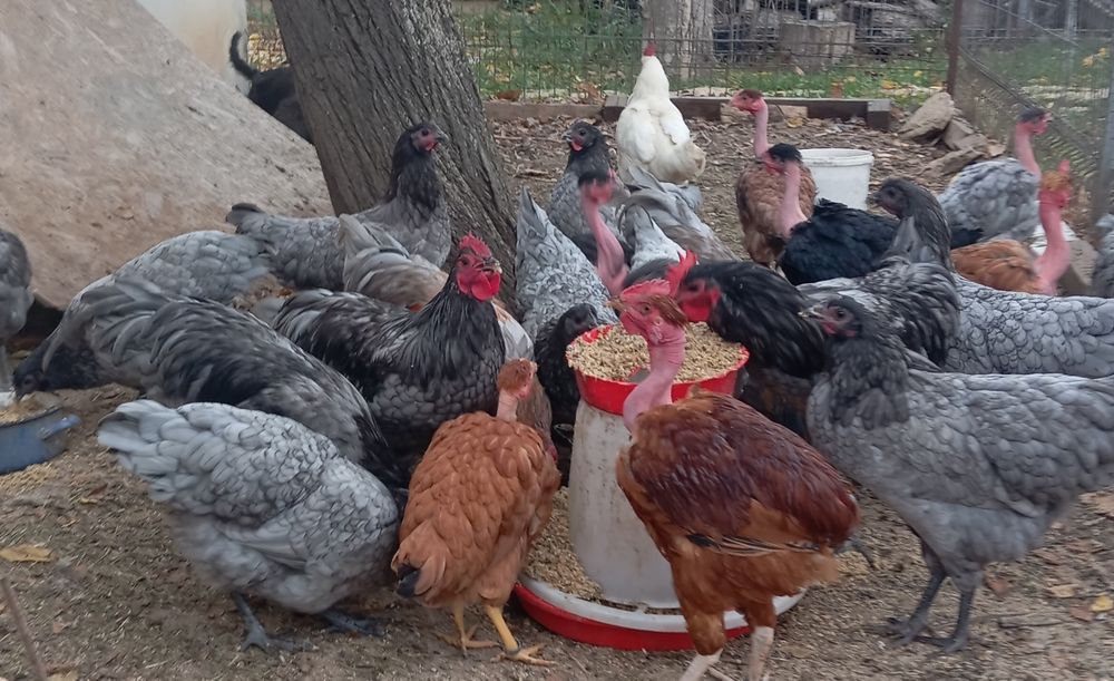 Gaini australorp