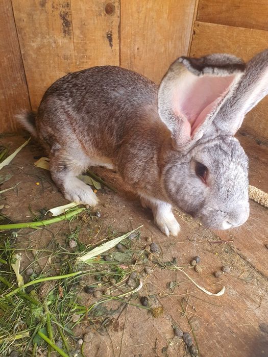 Vând femela și mascul rasa Uriaș German