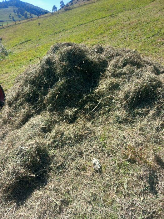 Vând baloți de otavă din livadă de munte