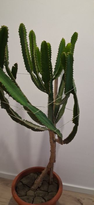 Cactus Euphorbia ingens