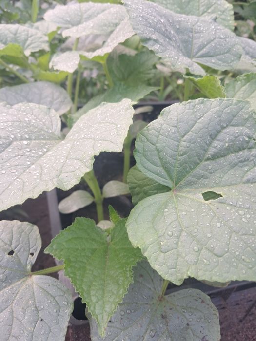 Продам огурец на засолку рассаду огурцов
