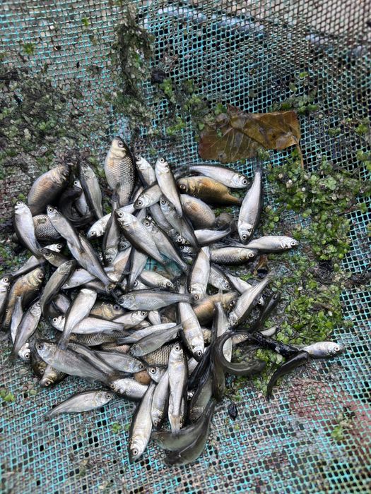 Puiet crap ten sânger plante de iaz