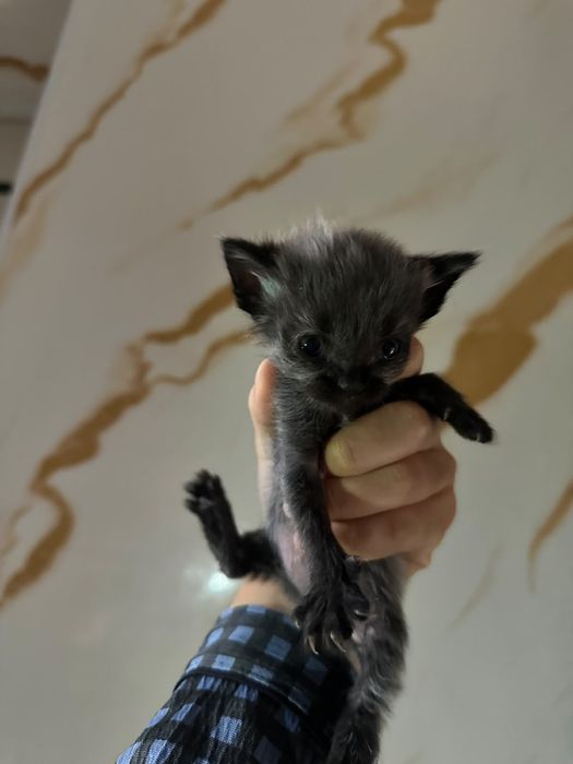 котята бесплатно