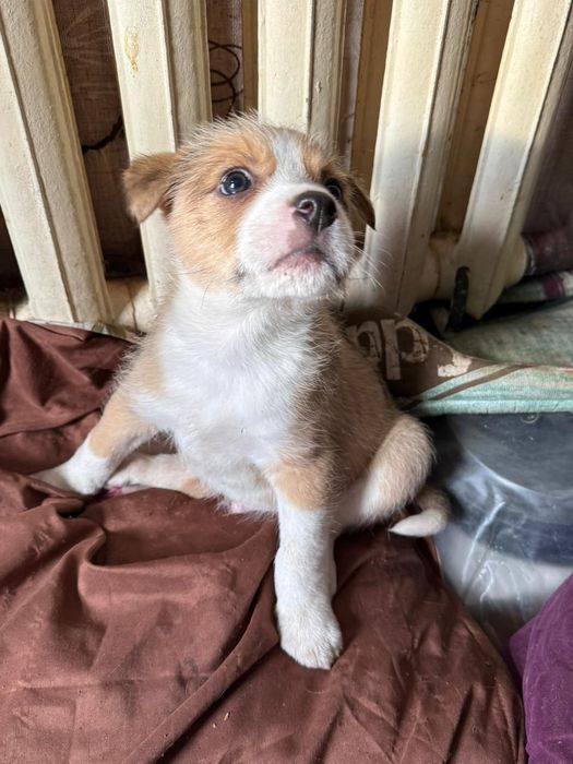 Дарю щенка!        .