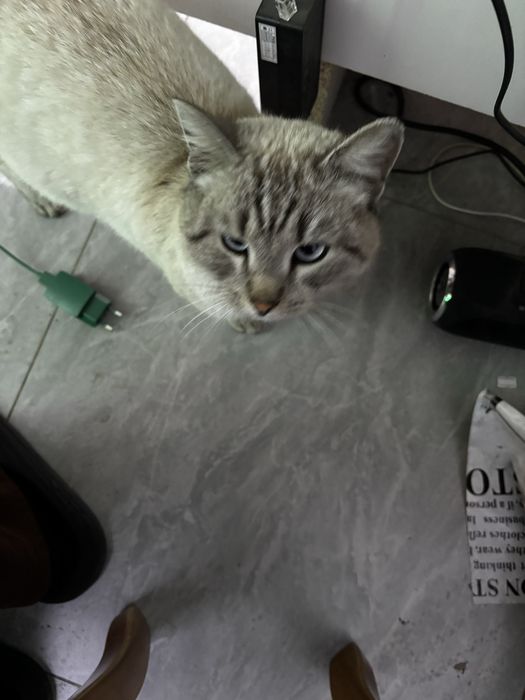 Кот ищет дом, очень добрый и ласковый