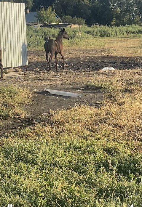 Лошадь кабыла породистая