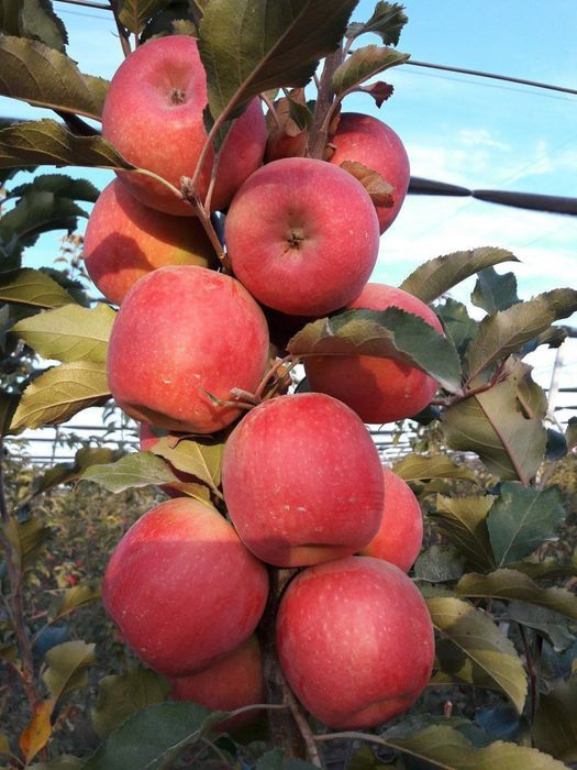 ОЛМА Кучатларини 14 хил сорти бор сортига кафолат берамиз