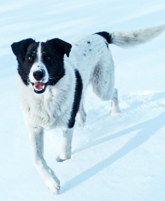 Срочно ищу дом! Кобель. Год