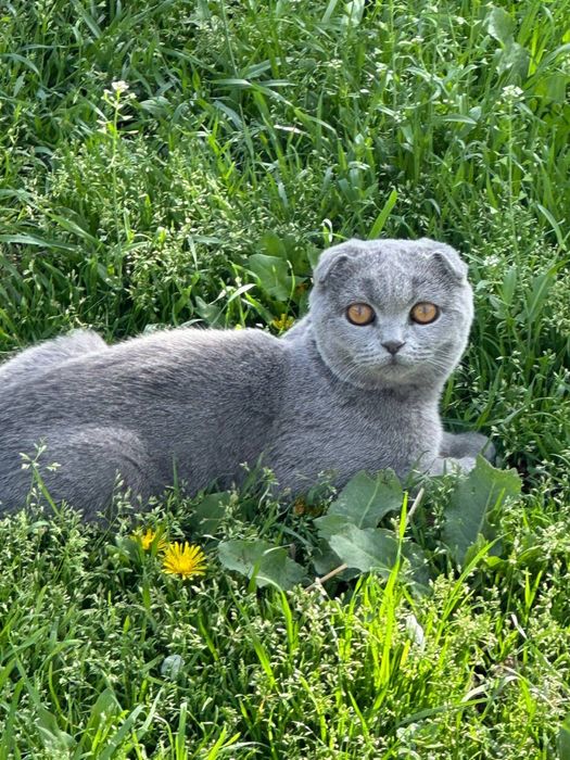 Продойотся скотиш фолд малчык