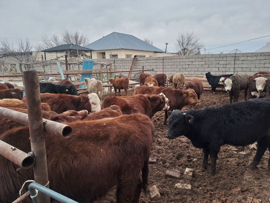 36бас потсостар сатылады 420мыннан