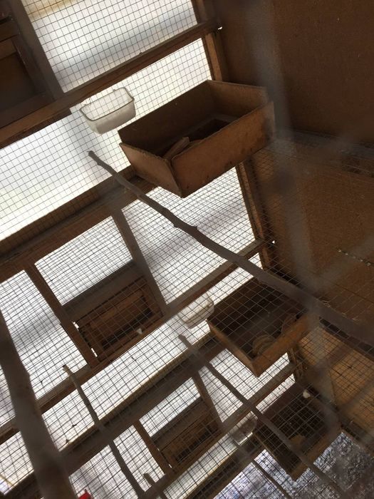 Qushlar qafasi qushlar uchun