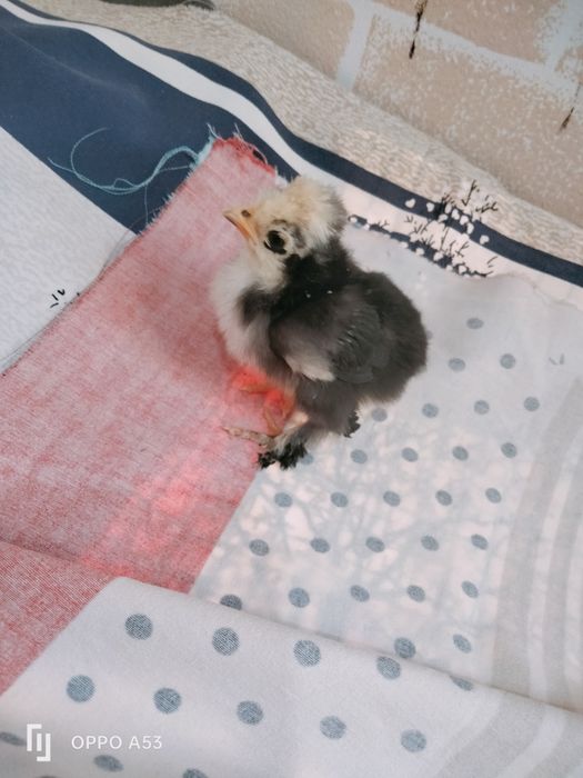 Продам цыплят карлик японский