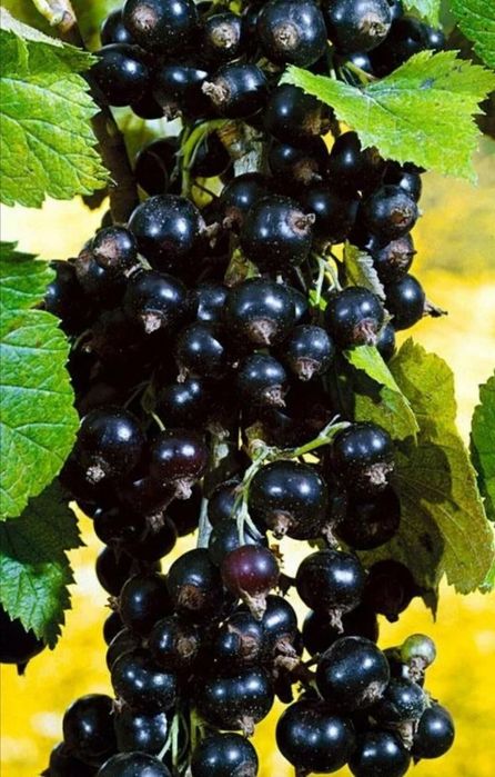 Arbuști Fructiferi (Coacăz Negru )