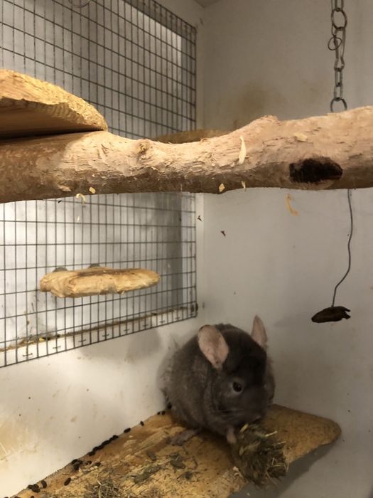 Чин Чили  редки видове от Перу