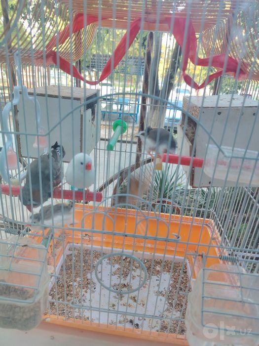 Amadinka sayroqi qush