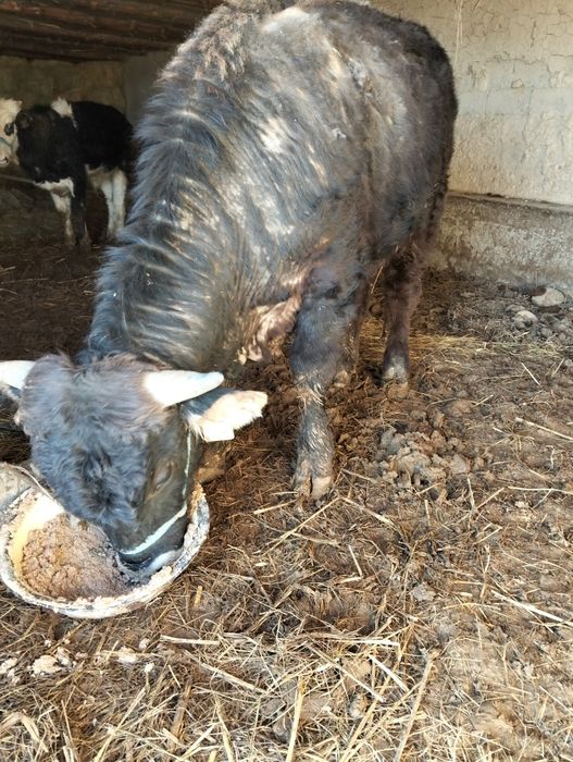 Огиздер Бука лар сатылады