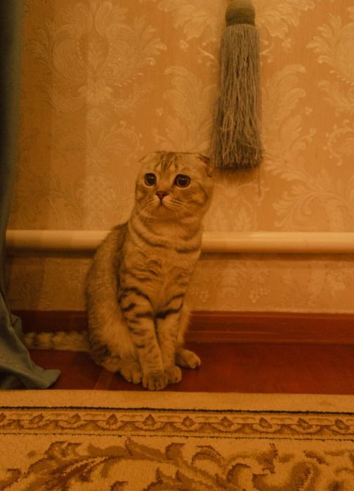 Кот породистый шотланский вислуха