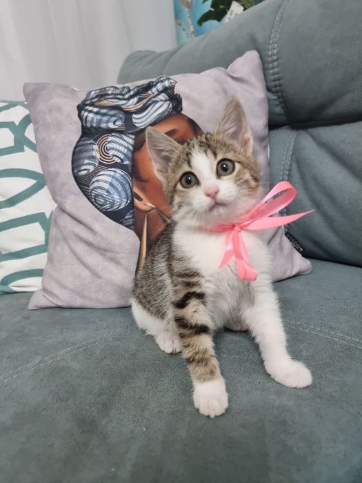Котята мальчик и девочка