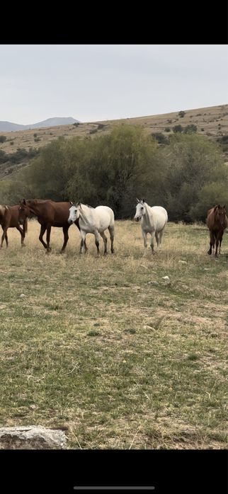 Животные, Кобылы-7,8 ми летки