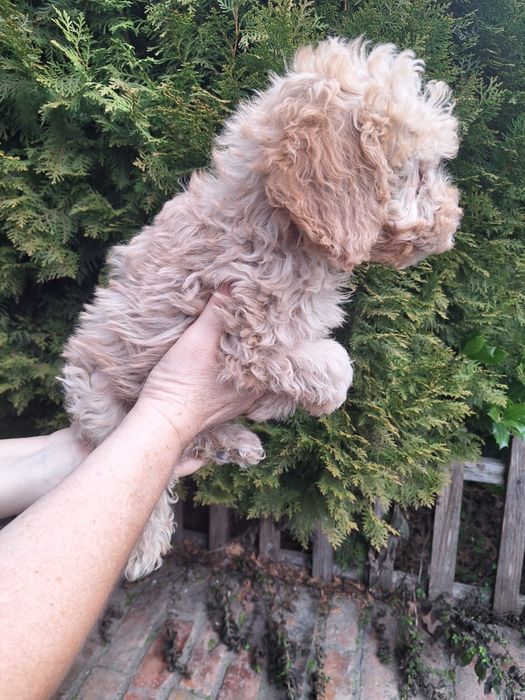 Pudel/Caniche Mascul