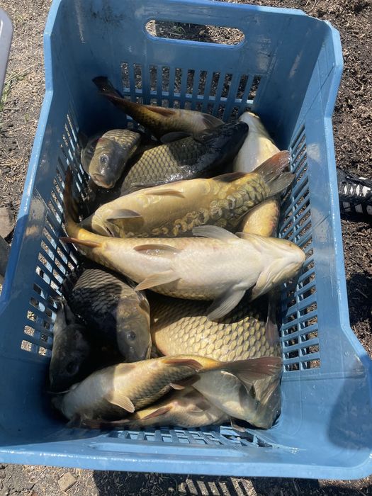 Шаран и толстолоб за консумация и зарибител!