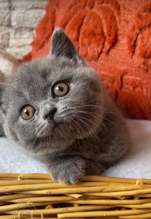 British Shorthair Blue
