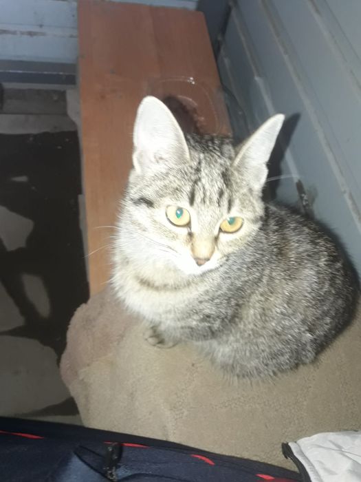 Отдам котенка мальчика в добрые руки