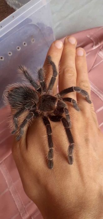 Tarantule si Scorpioni din diferite specii