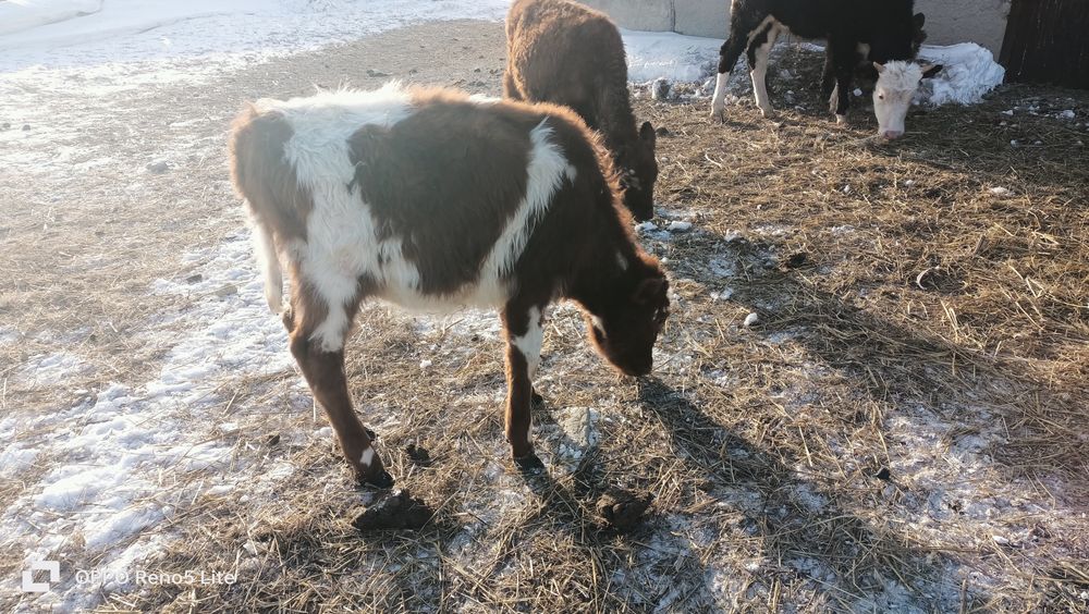 Баспак сатамын ұрғашы