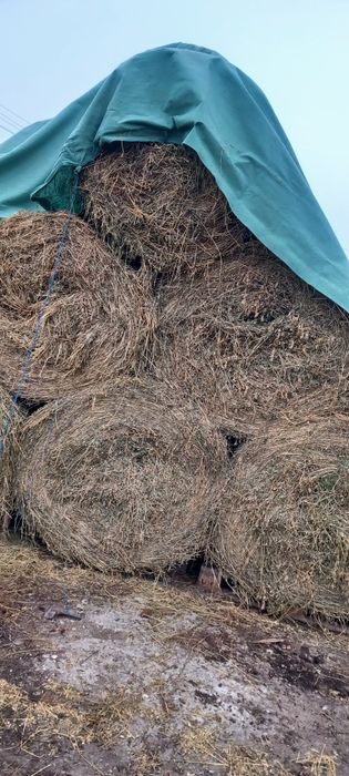 Vand baloti lucerna,  infoliati