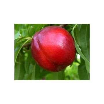 Nectarin (Sweet Lady )