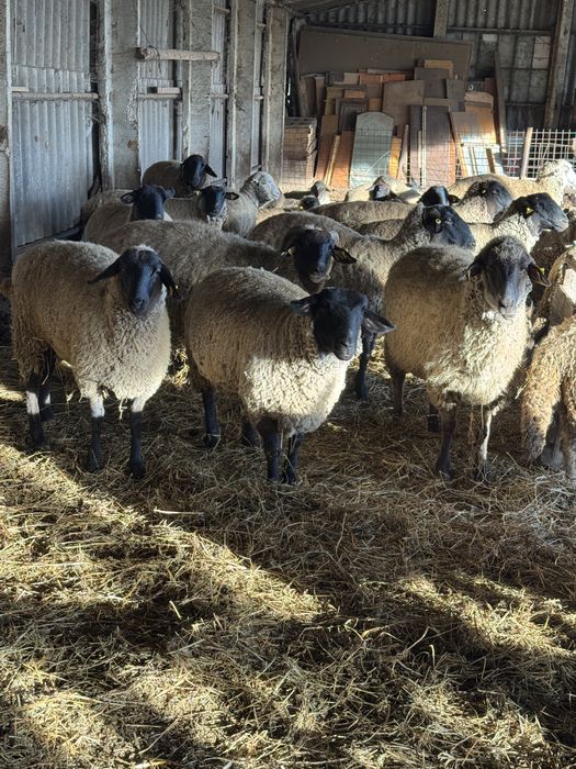 Oi suffolk 60 de Buc