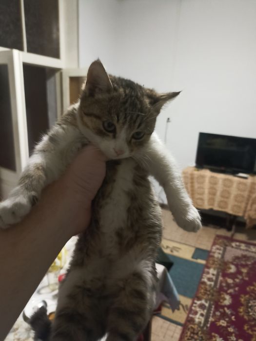 Отдам котят бесплатно