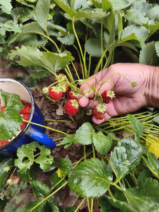 Продам рассаду клубники