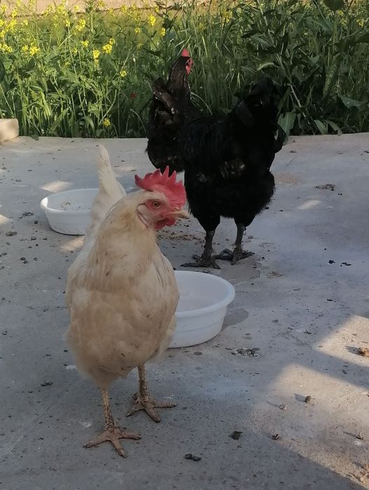 Tovuq va xoroz sotiladi