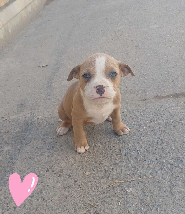 Рит-буль   щенки