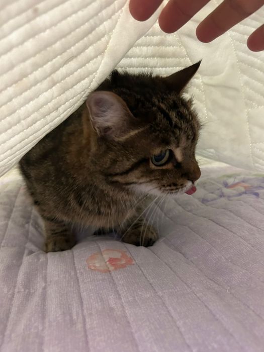 Ищем дом для кота