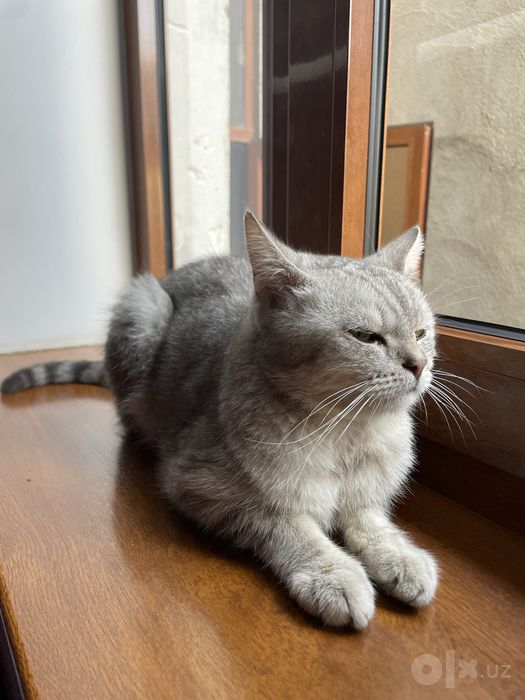 Brittish Shorthair Mushuk