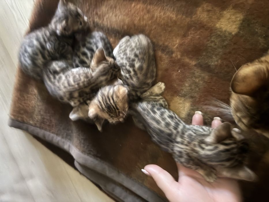 Продаются котята