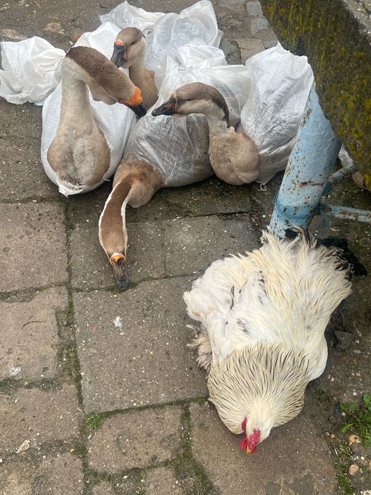 Gâște leșești rațe cocoși de vânzare