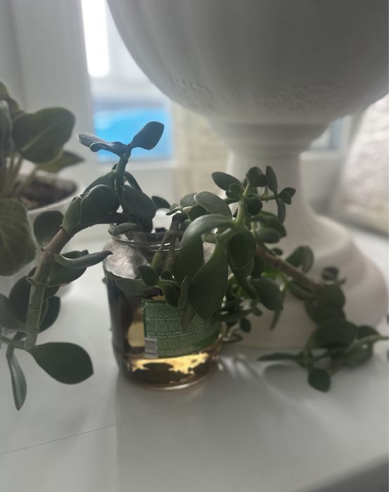 Продам комнатные растения