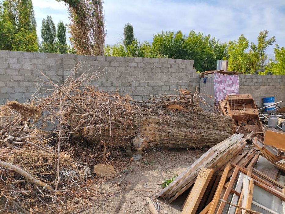 Дерево, Ағаш, Тал