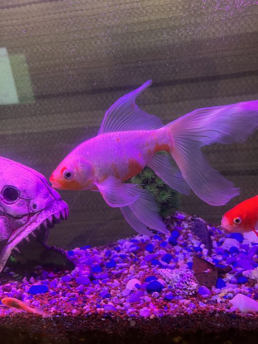 Продаются Рыбки кометы