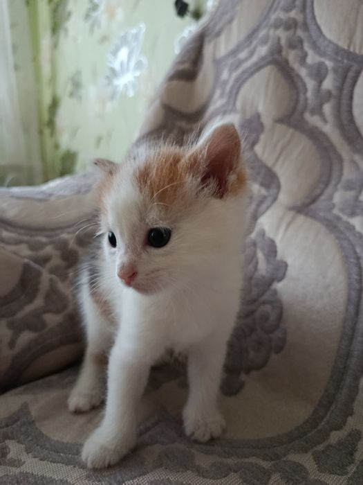 Маленькое пушистое счастье в добрые руки (1 месяц)