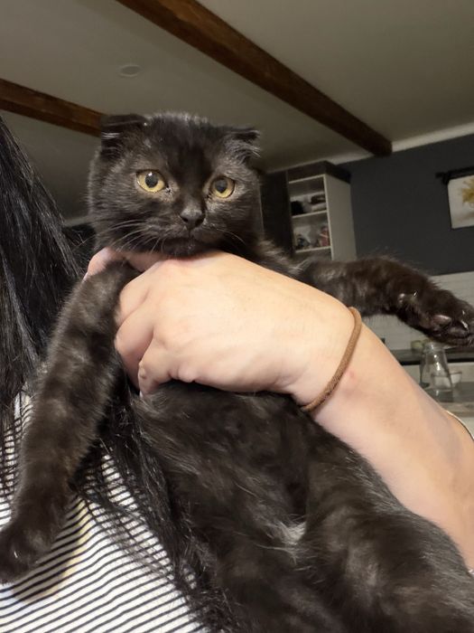 Котенок мальчик ищет дом