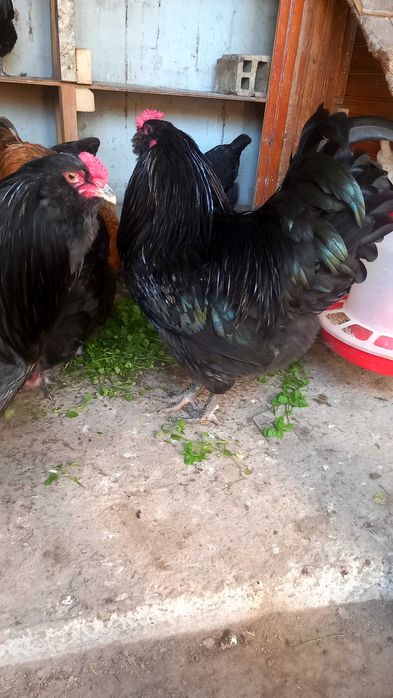 Петли Амераукана 4 броя