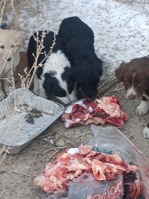 Отдам даром шенков