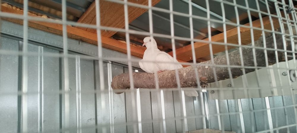 Vind iepuri și tucturele