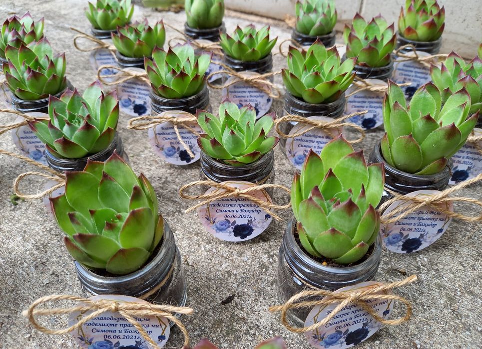 Сватбени Подаръци за гости Сукуленти